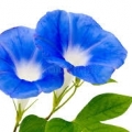 ǣţ