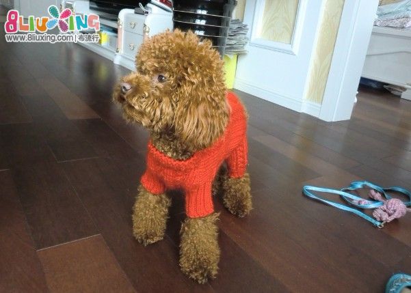 给<em>狗狗</em>织的新年<em>毛衣</em> - 编织+刺绣作品秀 - 布流